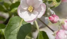 Apfel 'Landsberger Renette' mittel