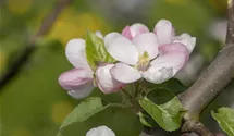 Apfel 'Landsberger Renette' mittel