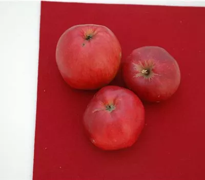 Malus 'Danziger Kantapfel' CAC Malus 'Danziger Kantapfel' CAC