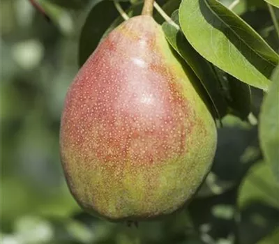 Pyrus com.'Clapps Liebling' CAC Pyrus com.'Clapps Liebling' CAC