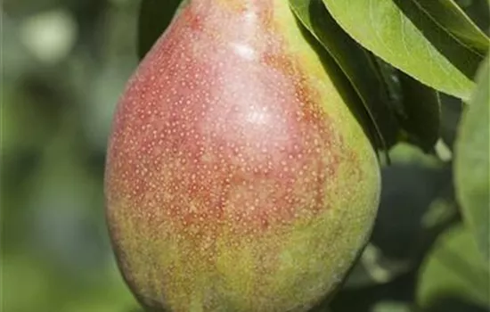 Pyrus com.'Clapps Liebling' CAC