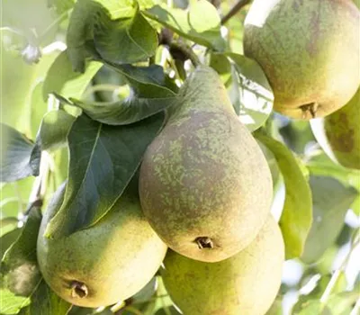 Pyrus com.'Conference Typ 202' CAC Pyrus com.'Conference Typ 202' CAC