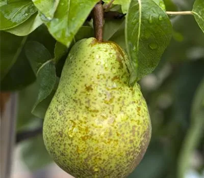 Pyrus com.'Williams Christbirne' CAC Pyrus com.'Williams Christbirne' CAC