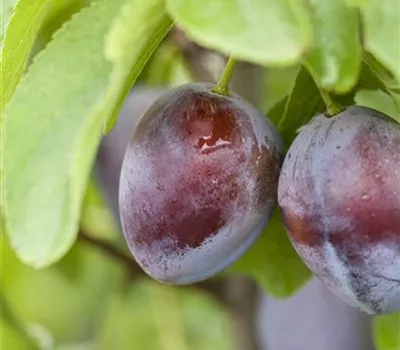 Prunus dom.'President' CAC