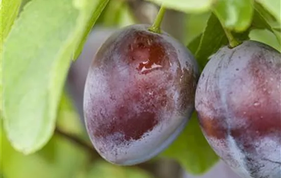 Prunus domestica subsp. domestica 'Bühler Frühzwetschke'