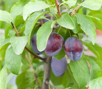 Prunus domestica subsp. domestica 'Hanita'(s)