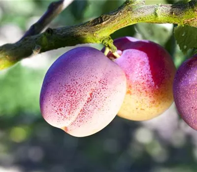 Prunus dom.'The Czar' CAC