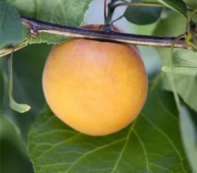 Prunus syr.'Bellamira' -S- CAC Prunus syr.'Bellamira' -S- CAC