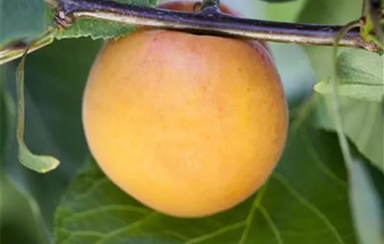 Prunus arm.'Goldrich' CAC