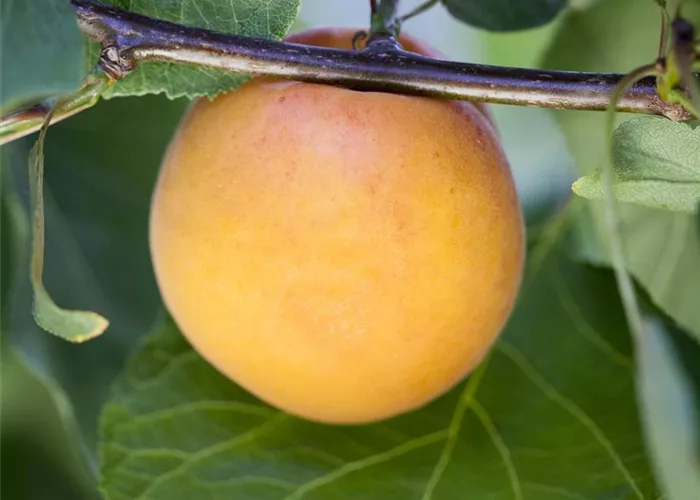 Aprikose Aprikose