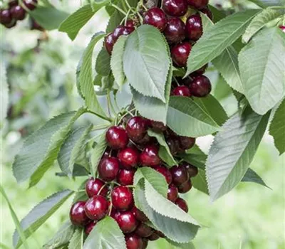 Prunus av.'Lapins' CAC Prunus av.'Lapins' CAC