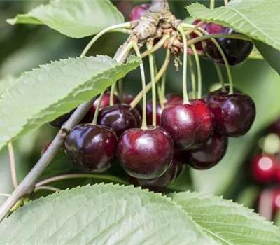 Prunus av.'Schn. Späte Knorpelkir.' CAC Prunus av.'Schn. Späte Knorpelkir.' CAC