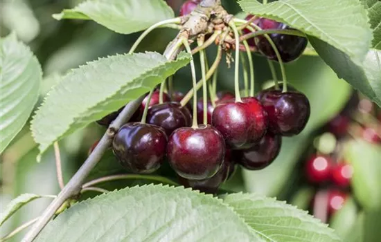 Prunus av.'Schn. Späte Knorpelkir.' CAC