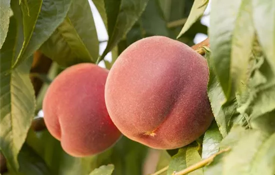 Prunus persica 'Red Haven' CAC