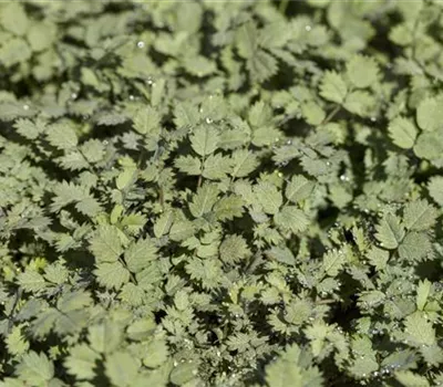 Acaena buchananii Acaena buchananii