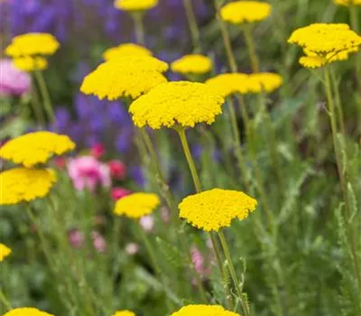 Achillea filipendulina 'Parker', gen. Achillea filipendulina 'Parker', gen.