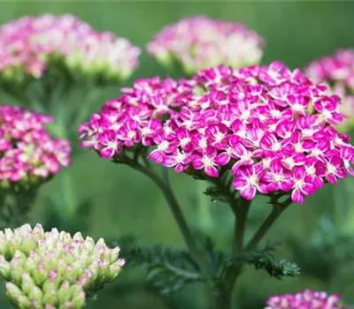 Achillea millefolium 'Cerise Queen' Achillea millefolium 'Cerise Queen'