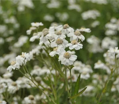 Achillea ptarmica Achillea ptarmica