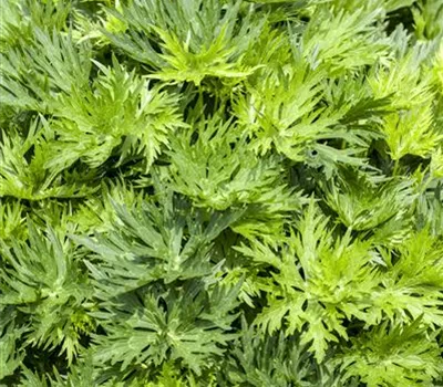 Aconitum napellus Aconitum napellus