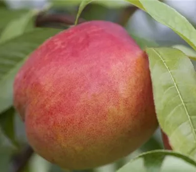 Prunus nucipersica i.S. CAC Prunus nucipersica i.S. CAC