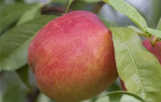 Prunus nucipersica i.S. CAC
