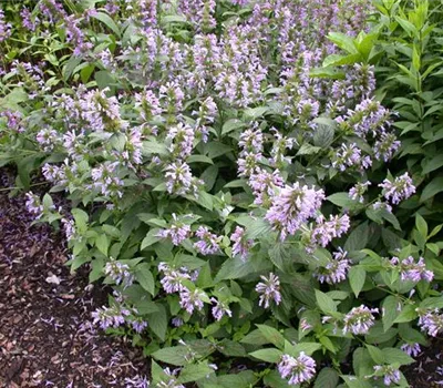 Agastache foeniculum