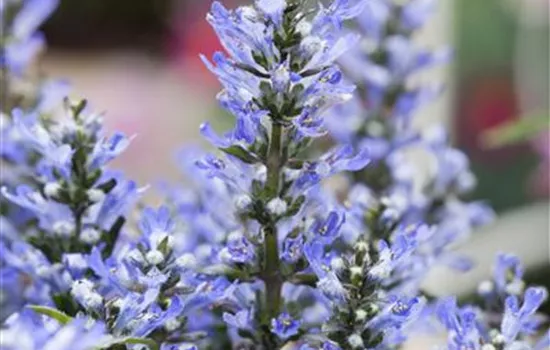Ajuga pyramidalis 'Metallica Crispa'