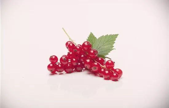 Ribes rubrum 'Rovada' CAC II