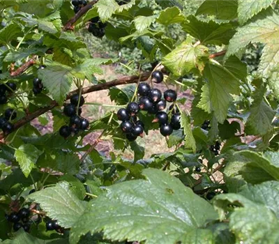 Ribes nigrum 'Dr.Bauers Ometa' -S- CAC II