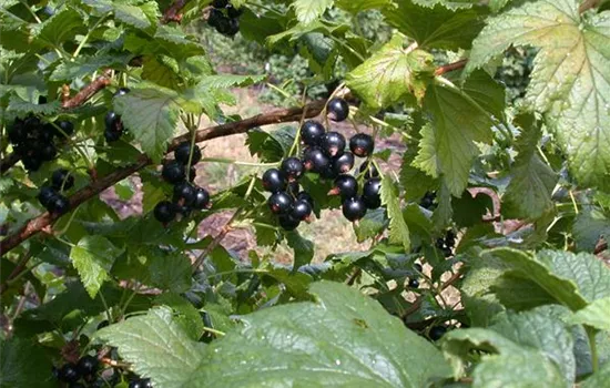 Ribes nigrum 'Dr.Bauers Ometa' -S- CAC II