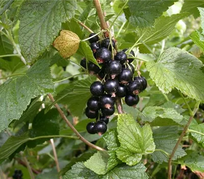 Ribes nigrum 'Titania' -S- CAC II