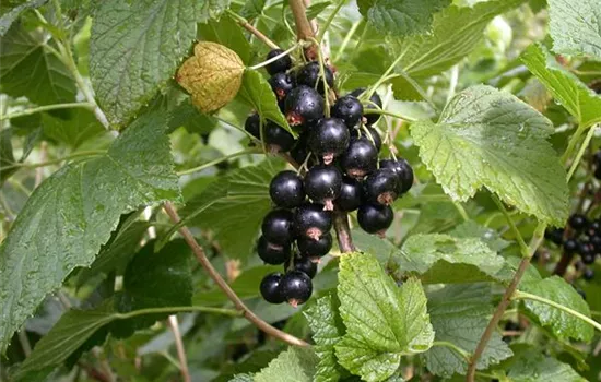 Ribes nigrum 'Titania' -S- CAC II