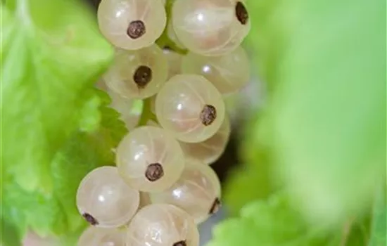 Ribes sativum 'Weiße Versailler' CAC I