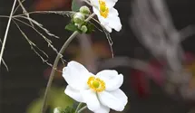 Herbst-Anemone