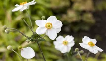 Herbst-Anemone