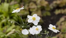 Herbst-Anemone