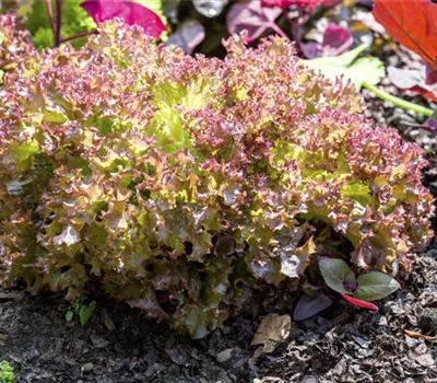 Lactuca sativa var. crispa 'Lollo rosso' Lactuca sativa var. crispa 'Lollo rosso'