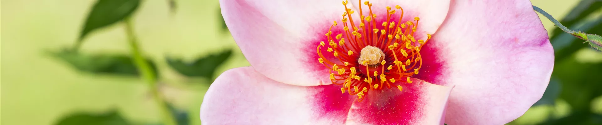 Beetrose, rosa Beetrose, rosa