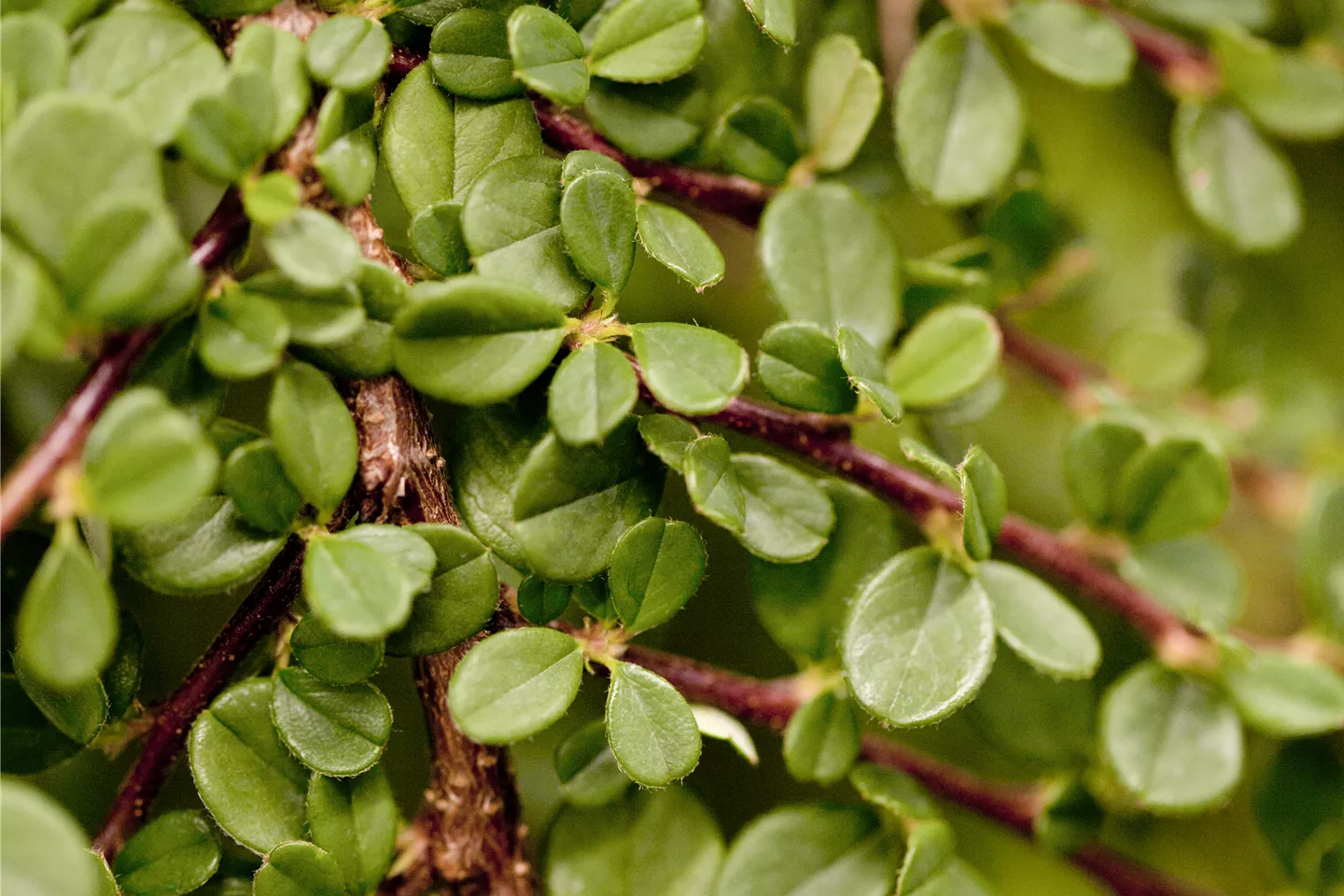 Bodendecker Bodendecker