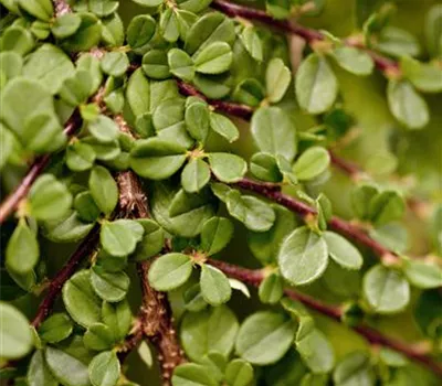 Cotoneaster micro.'Streibs Findling' Cotoneaster micro.'Streibs Findling'