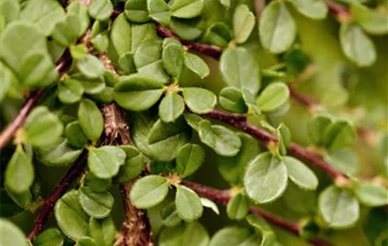 Cotoneaster micro.'Streibs Findling'
