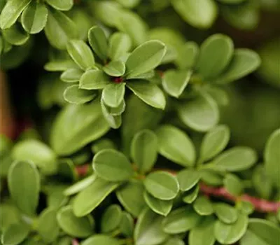 Cotoneaster radicans 'Eichholz' Cotoneaster radicans 'Eichholz'