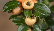 Kriechmispel 'Coral Beauty'