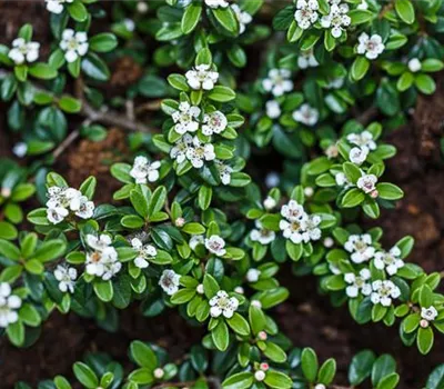 Cotoneaster dammeri radicans Cotoneaster dammeri radicans