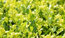 Berg-Ilex 'Glorie Gem'