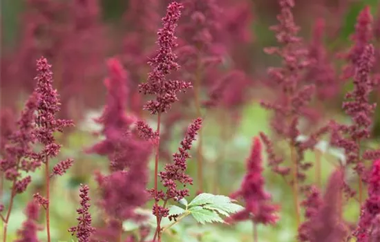 Astilbe x arendsii 'Fanal'