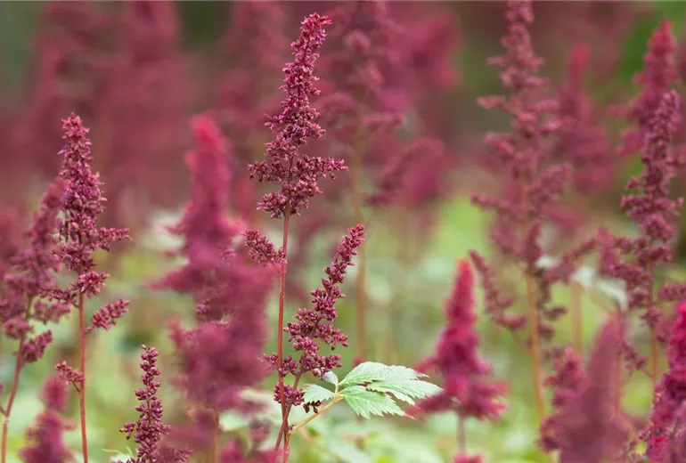 Astilbe x arendsii 'Fanal' Astilbe x arendsii 'Fanal'