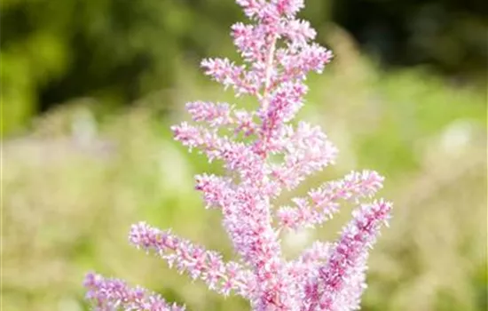 Astilbe x arendsii 'Cattleya'