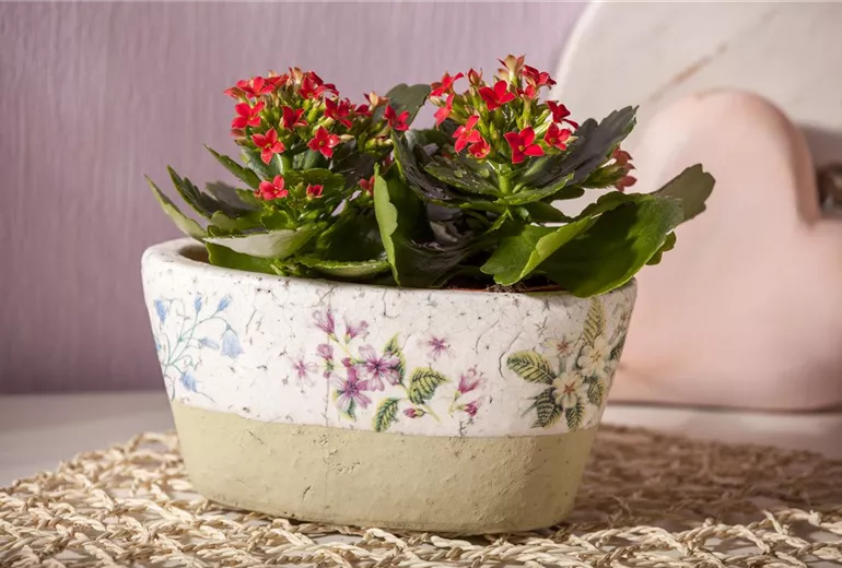 Kalanchoe blossfeldiana