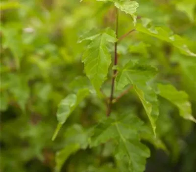 Acer ginnala Acer ginnala